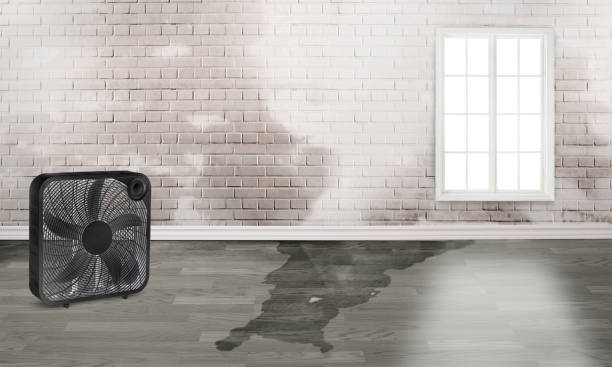 Best Local water damage restoration  in Potterville, MI
